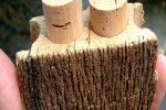cork-oak-previously-harvest