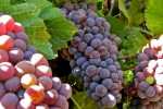 Pinot-Gris-Vino-Farms-Lodi