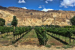 Colorado Vineyard2