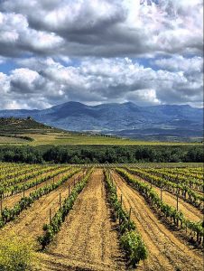 Vineyard in Rioja