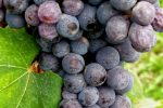 Close_up_of_Nebbiolo_cluster_in_Italy